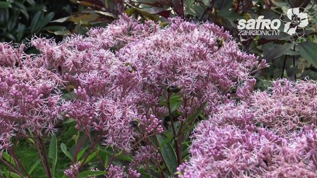 Zahradnictv SAFRO - Sadec (eupatorium/eutrochium) ENG sbtl