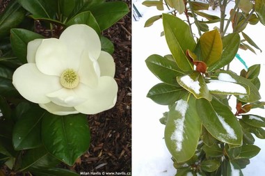 Magnolia grandiflora