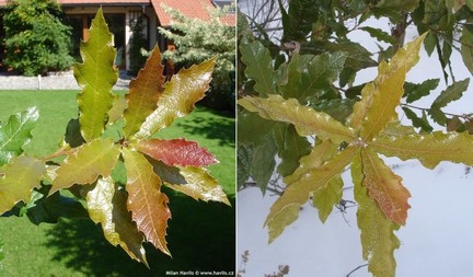 Quercus rhysophylla