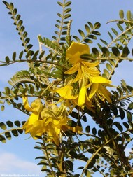 Sophora microphylla