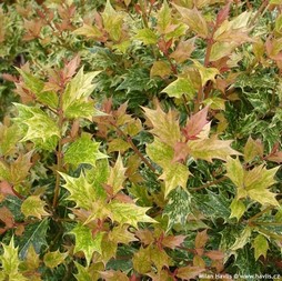 Osmanthus