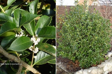 Osmanthus x fortunei