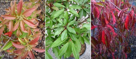 Stranvaesia davidiana = Photinia davidiana