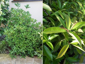 Osmanthus armatus versus Osmanthus fragrans