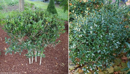 Osmanthus heterophyllus