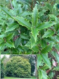 Osmanthus armatus