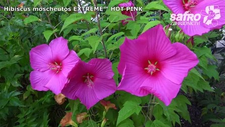 Zahradnictv SAFRO Bahenn ibiky (Swamp mallows - Hardy hibiscus)