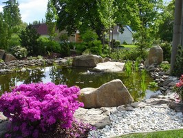 Jarnmu pohledu vvod bohat nakvetl japonsk azalky a rododendrony. Vzadu za plotem u mimo pozemek jsou vidt vysok stromy kolem cesty, kter nabz dobrou kulisu pozad, ale kolem jezera jsme pesto vyszeli vysok kee, abychom odclonili pohled ze silnice a jezrko zskalo klidnj atmosfru.