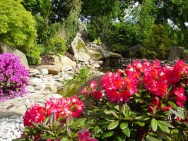 Zvonkovit kvetouc rhododendron 