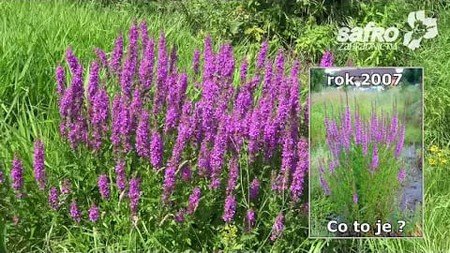 Zahradnictv SAFRO Kyprej / Loosestrife ENG sbtl